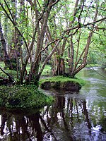 New Forest, England, which inspired the setting for the series Alder trees beaulieu river fawley ford.jpg