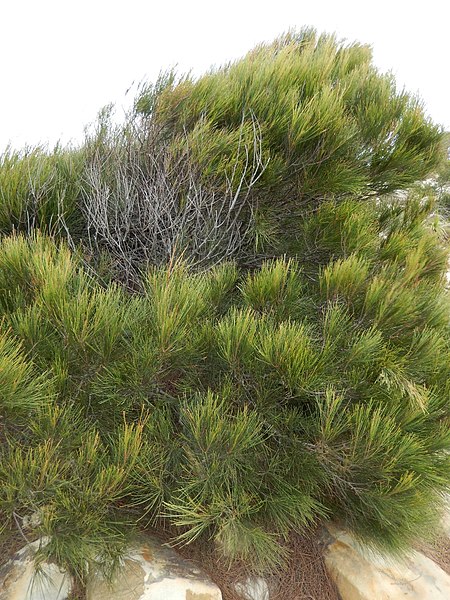 File:Allocasuarina thalassoscopica Coolum.jpg