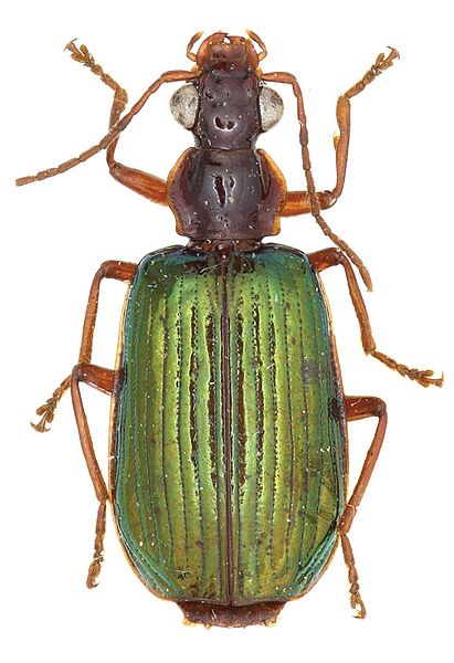 File:Allocota bicolor - ZooKeys-284-001-g003-17.jpeg