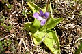 Pinguicula vulgaris - Almindelig Vibefedt