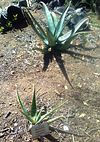 Aloe greenii - Spotted Aloe - Kwazulu Natal.jpg