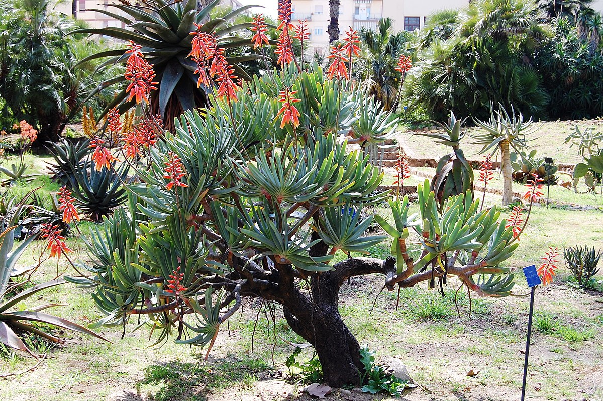 aloe conservazione