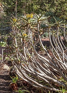 Aloe ramosissima Habitus