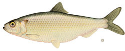 Alosa aestivalis.jpg