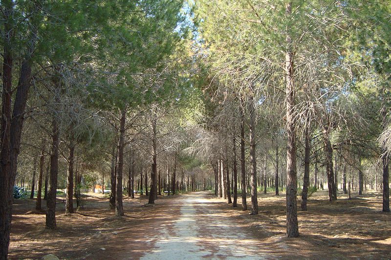 File:Alsos forest path for pedestrians summer in Nicosia Republic of Cyprus.jpg