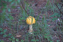 Amanita muscaria DWC 7656.jpg