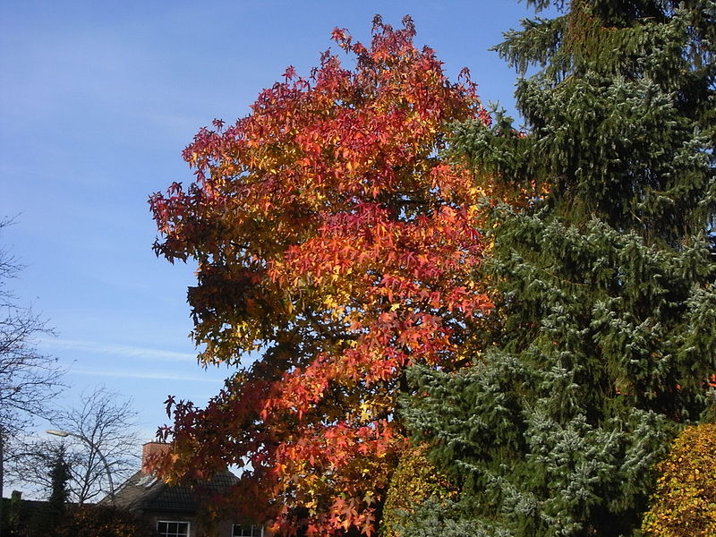 File:Amberbaum im Herbst 03.JPG