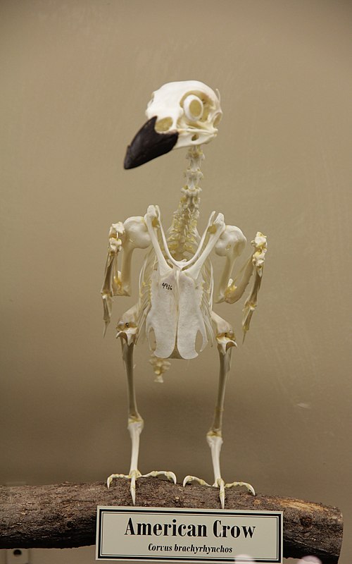 Skeleton of American crow (Corvus brachyrhynchos) on display at the Museum of Osteology.