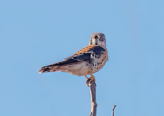 American kestrel at Floyd Bennett Field