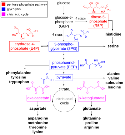 Amino acid synthesis