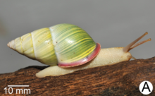 Amphidromus roseolabiatus.png