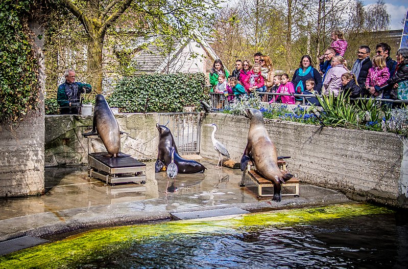 File:Amsterdam Zoo (8698448514).jpg