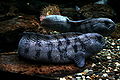 Brest Océanopolis 9 (Anarhichas lupus) (Wolf-fish)