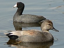 Gadwall male with American coot behind on West Pond, UBNA Anas strepera 06271.JPG
