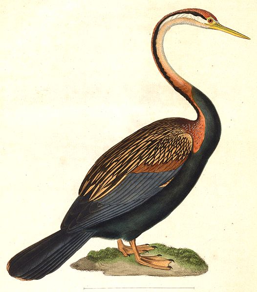 File:Anhinga melanogaster 1838.jpg