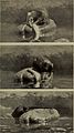 Animal life under water (1920) (18009858370).jpg