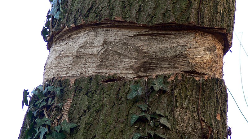 Cicatrisation arbre - PagesJaunes