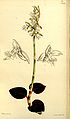 Anoectochilus setaceus plate 5208 in: Curtis's Bot. Magazine (Orchidaceae), vol. 86, (1860)