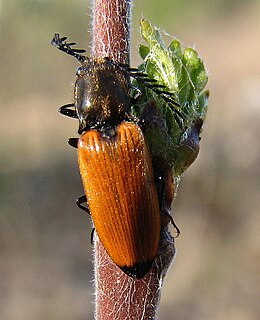 Rudasis pievasprakšis (Anostirus castaneus)