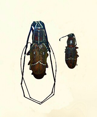 <i>Xenocerus</i> Genus of beetles