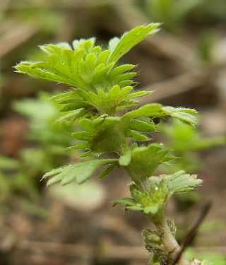 <i>Aphanes</i> Genus of flowering plants