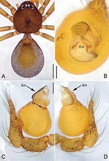 Apneumonella taitatavetaensis