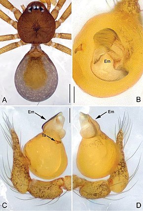 Descrizione dell'immagine Apneumonella taitatavetaensis (10.3897-zookeys.725.15059) Figure 4.jpg.