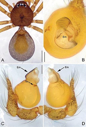 Descrierea imaginii Apneumonella taitatavetaensis (10.3897-zookeys.725.15059) Figura 4.jpg.