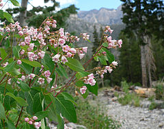 Apocynum androsaemifolium[англ.]