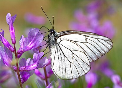 Aporia crataegi