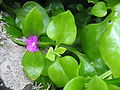 Aptenia cordifolia (Flower).jpg