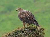 Aquila fasciata (Wadi Hinna, Oman).jpg