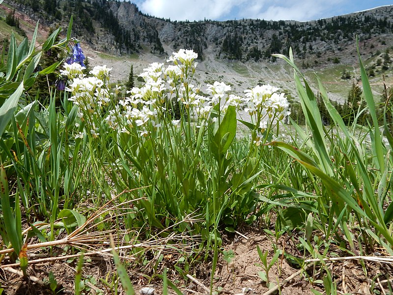 File:Arabis nuttallii - Nuttall's rockcress - Flickr - Matt Lavin (4).jpg