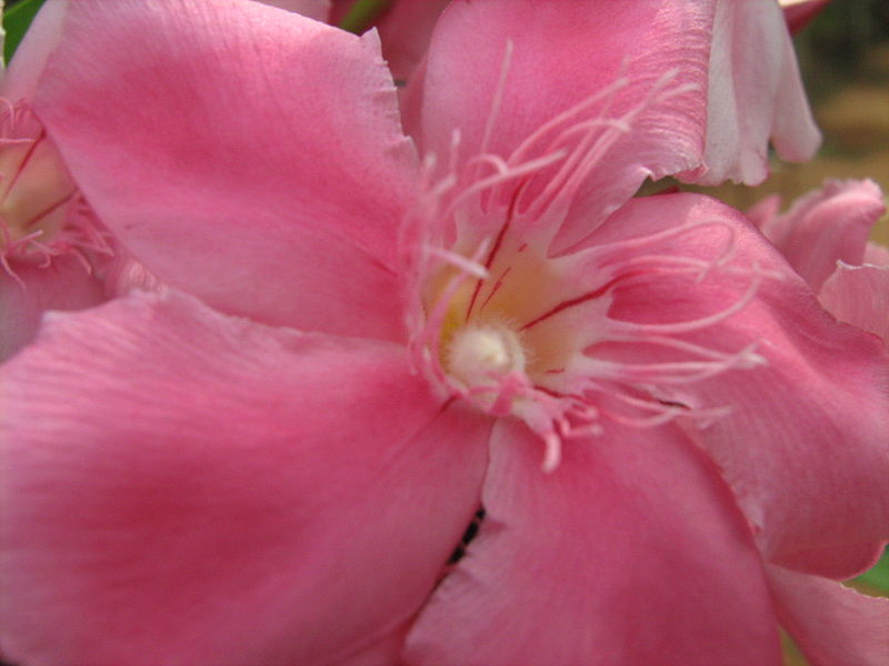 File:Arali Flower.JPG