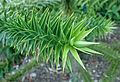 „Nadellaub“ einer Brasilianischen Araukarie (Araucaria angustifolia)