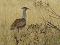 * Nomination Kori Bustard (Ardeotis kori) in Etosha, Namibia. Lycaon 00:13, 10 December 2007 (UTC) * Promotion You deserve a better camera. Calibas 04:04, 11 December 2007 (UTC)