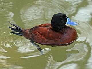 Lake duck Species of bird