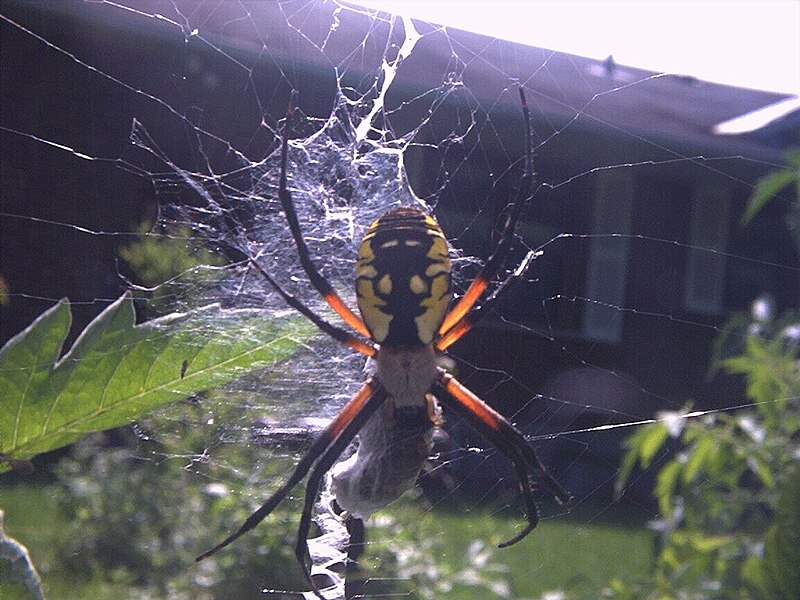 File:Argiope aurantia.jpg