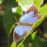 Female Yumihari Mountains, Aichi prefecture, Japan.