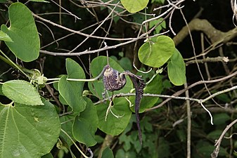 (Aristolochia ringens)