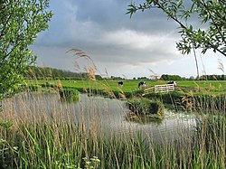 Pastures in the Netherlands