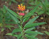 Asclepias curassavica (Mexican Butterfly Weed) W IMG 1573.jpg