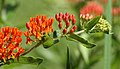 Butterfly weed