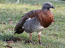 Ashy-headed Goose (Chloephaga poliocephala) RWD1.jpg