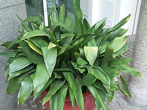 Aspidistra elatior