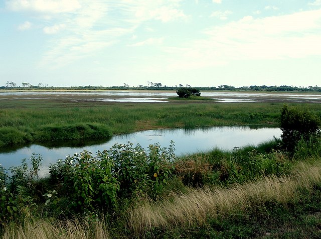Image: Assateague Wetlands