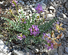 Astragalus beckwithii var purpureus 13.jpg