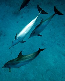 Near South Caicos, Turks and Caicos Islands Atlantic Spotted Dolphin.jpg