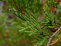 Foliage and cones; Chatsworth, New Jersey