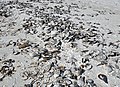 Atrina pen shell bivalves on marine shoreline (Algiers Beach, Sanibel Island, Florida, USA) 2.jpg